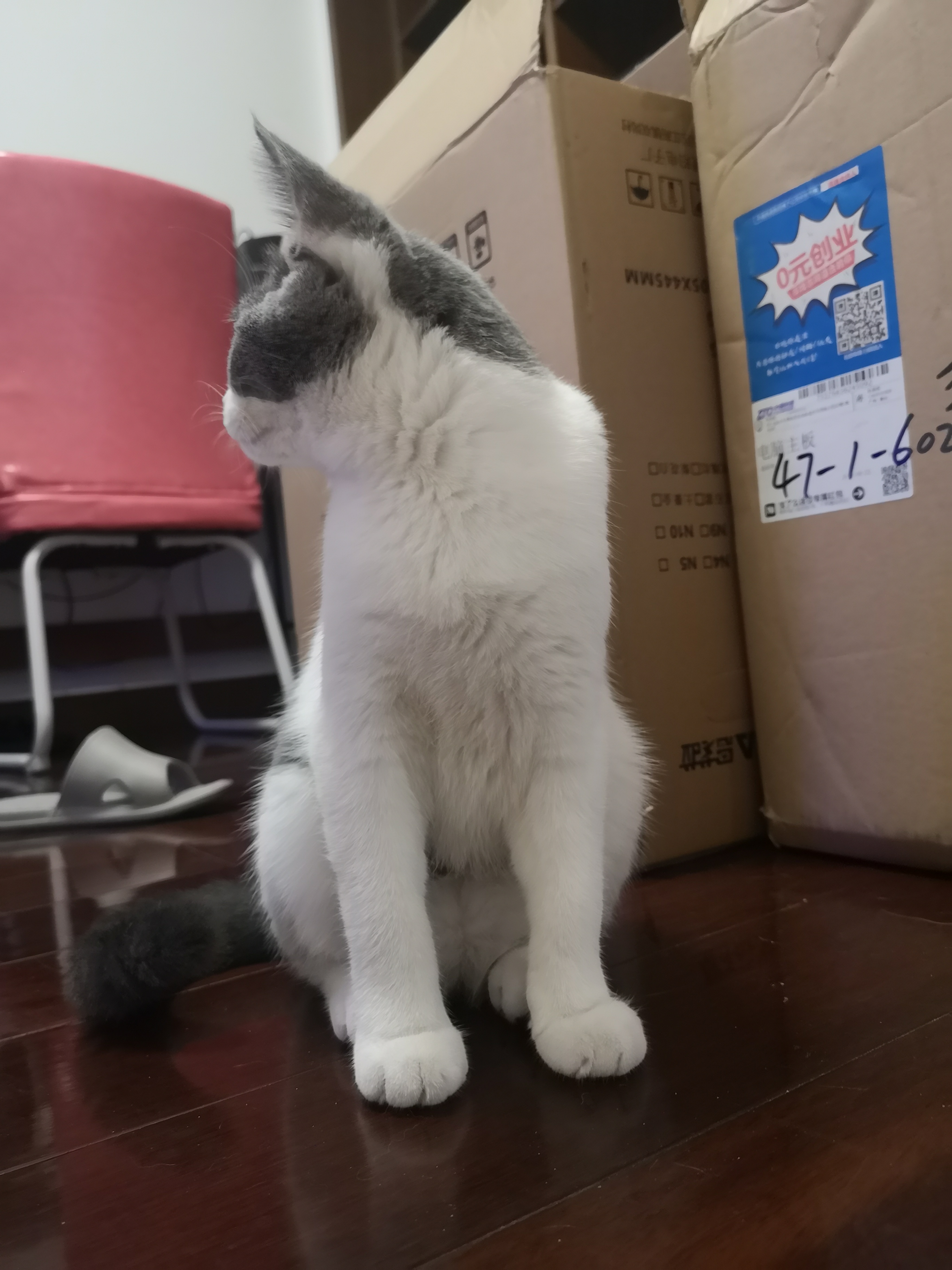 猫咪最佳繁育季节,春天来了又到了猫咪繁殖的季节