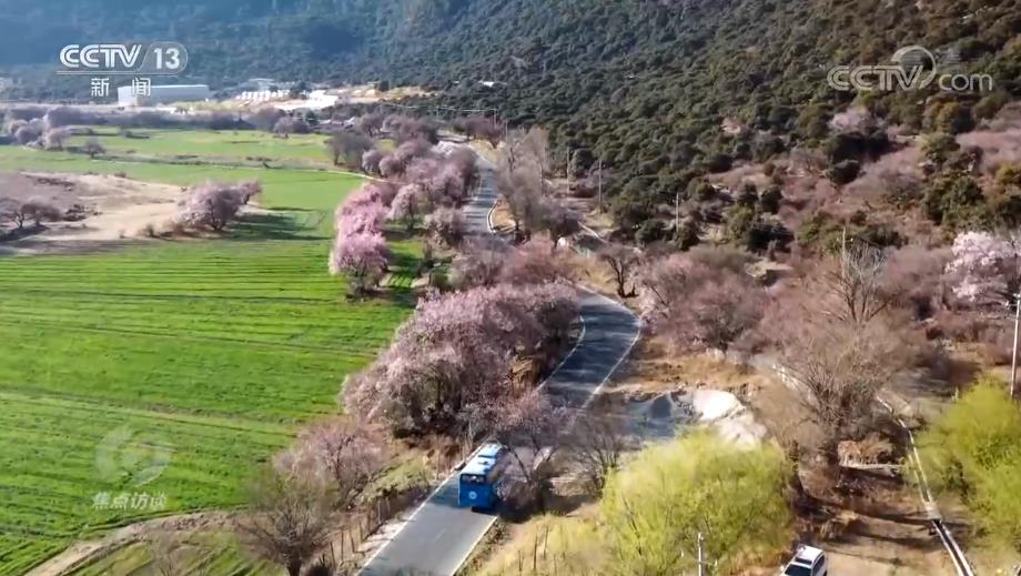 焦点访谈雪域高原,雪域高原的幸福生活
