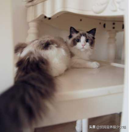 拽猫尾巴拉稀多久能好,拉猫尾巴会导致拉稀吗