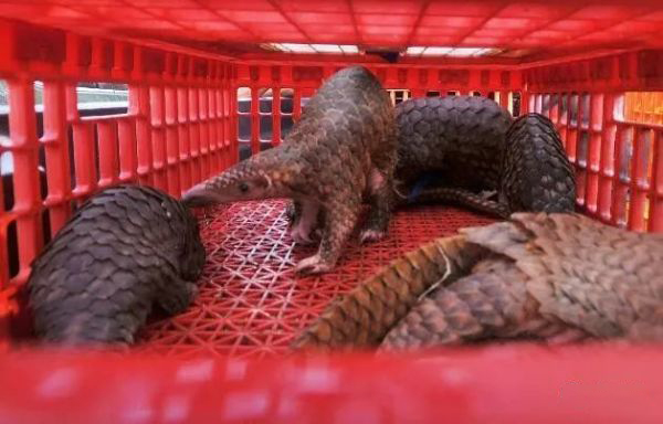 除了蝙蝠还有什么野生动物不能吃,十大不能吃的野生蝙蝠