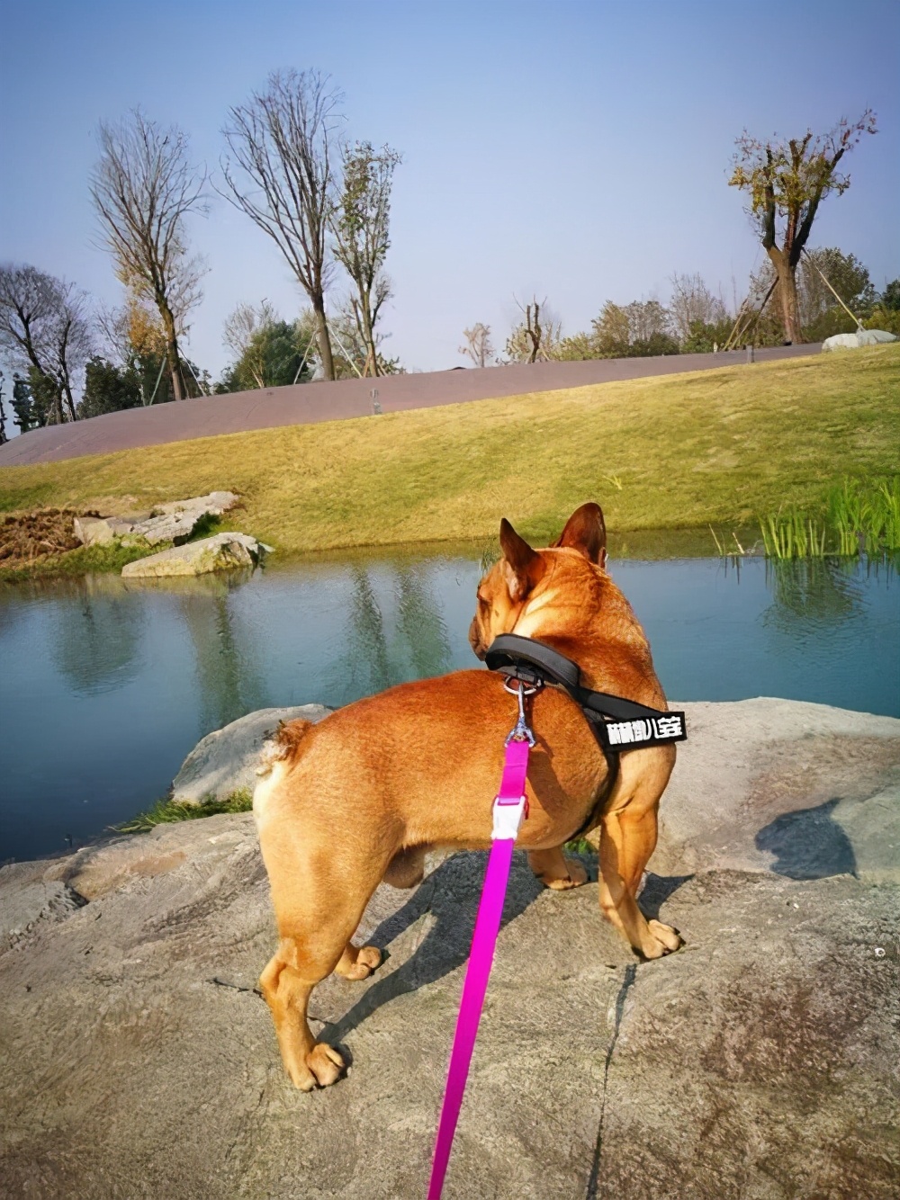 养狗注意事项萌宠指南,养狗人要了解的狗狗睡眠常识