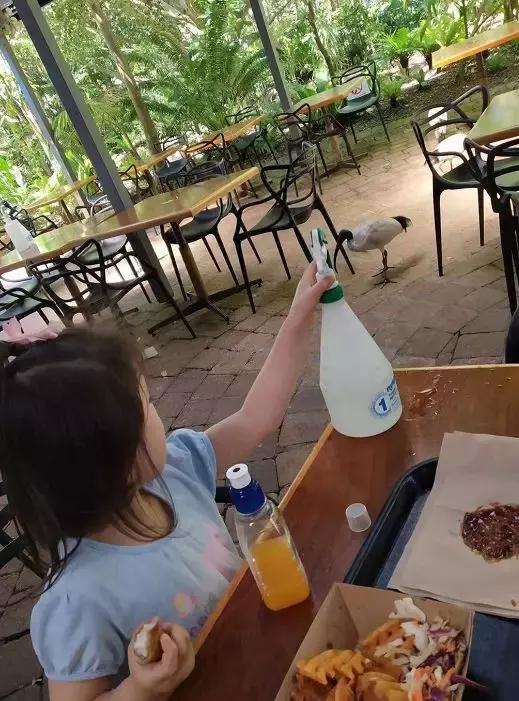 澳大利亚旅游抱考拉,麻麻游记视频大全