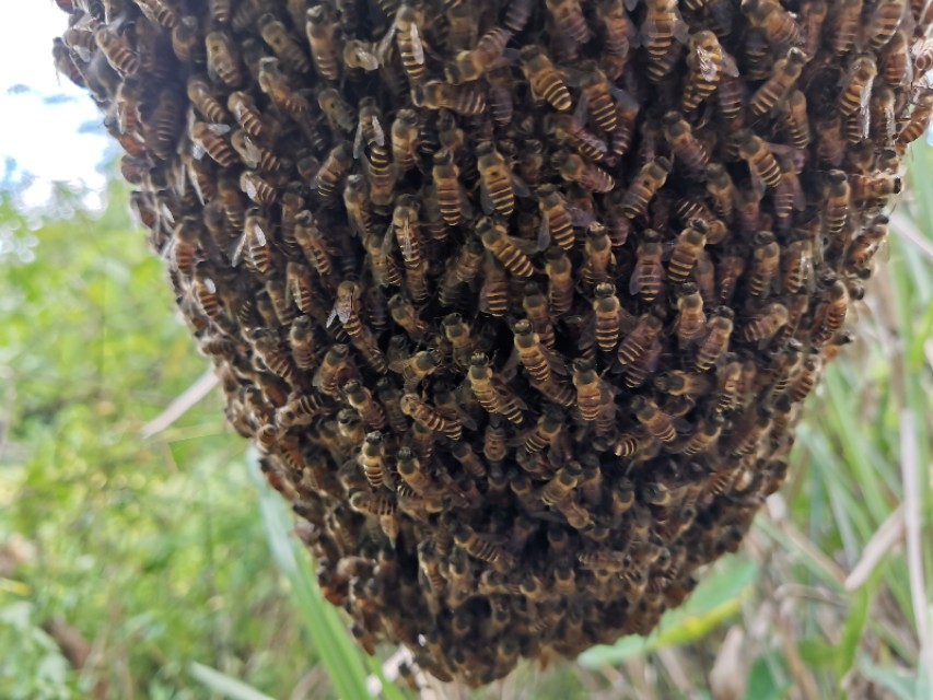 两窝蜂合一窝为什么老在蜂箱外,蜂群在箱里下面结团是什么原因