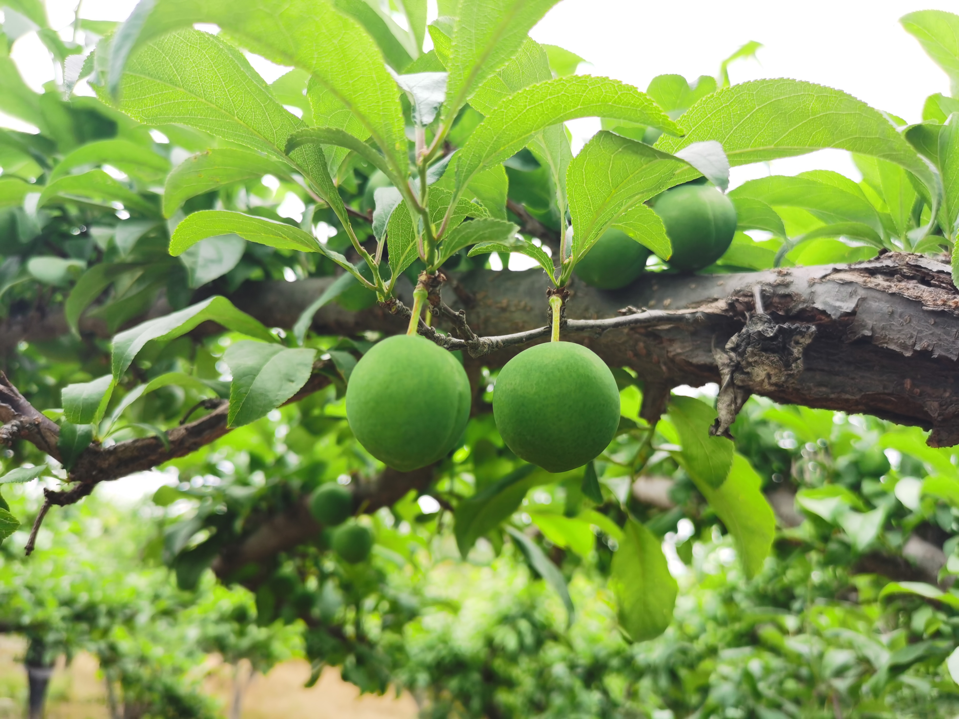 李子树上有干花是什么原因,李子树上挂瓶子