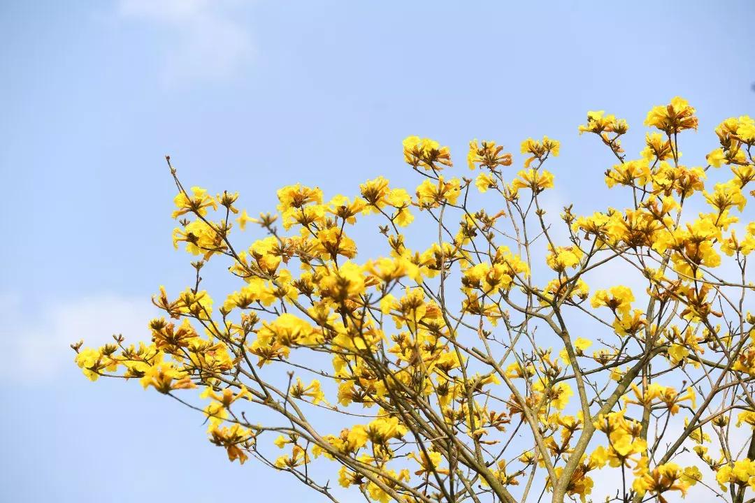 最美的花送给大家共赏,最美的花送给大家观赏