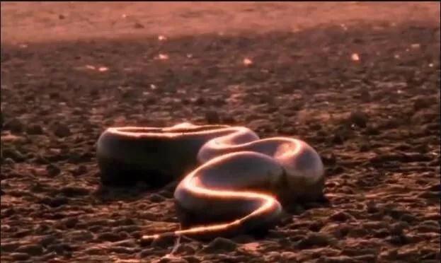 亚马逊河最恶心的动物,亚马逊河十大危险动物