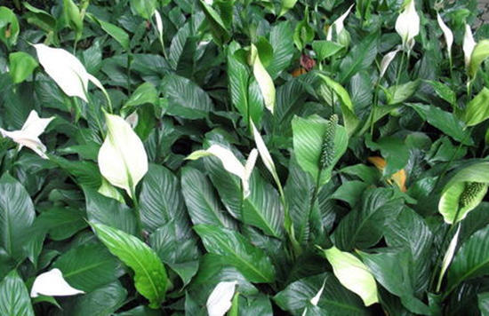 适合放厕所除异味的绿植水养,能净化空气又适合卫生间养的植物