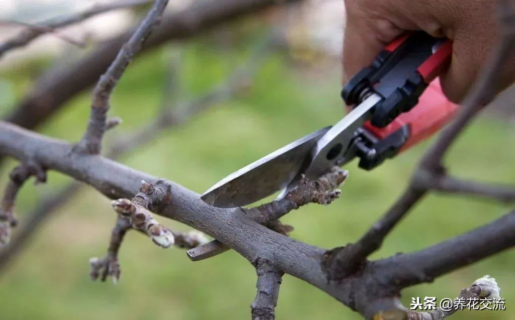 植物花卉嫁接需要用到的几个技巧，新手也能轻松学会