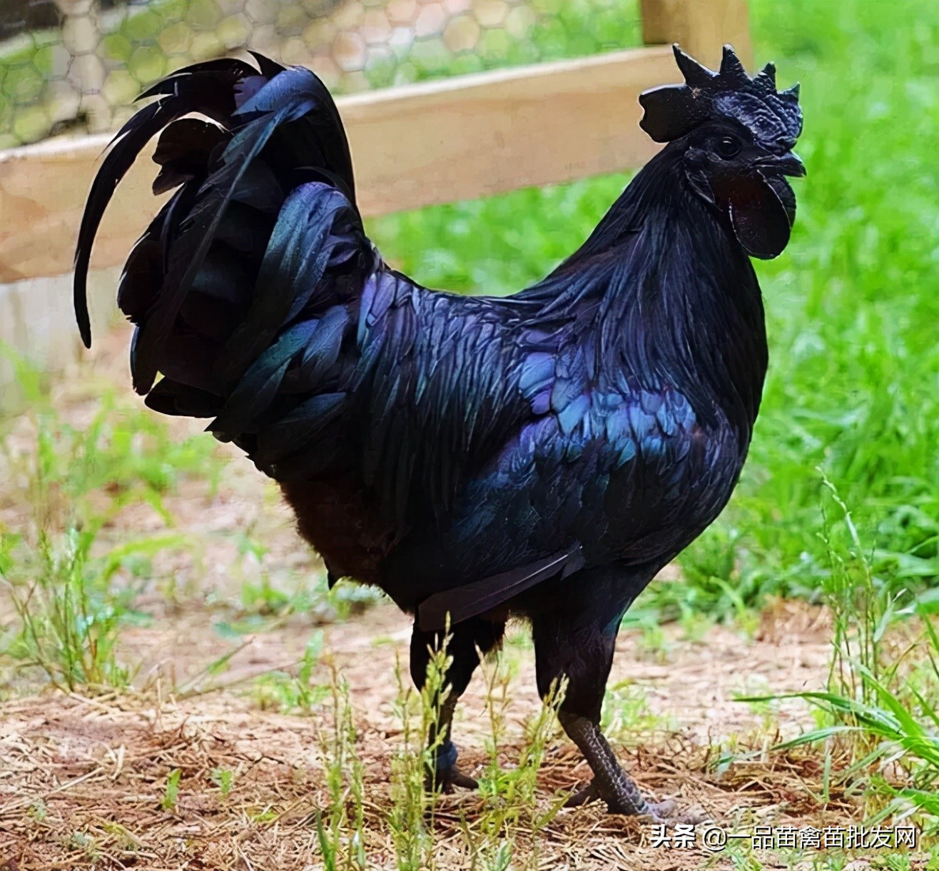 养殖黑乌骨鸡,什么乌骨鸡最好养