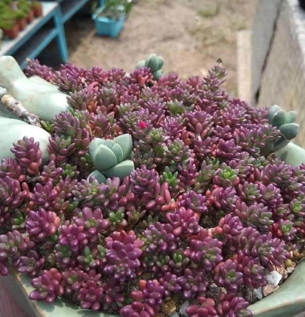 紫米粒多肉的养护方法,多肉紫雾小苗怎么扦插