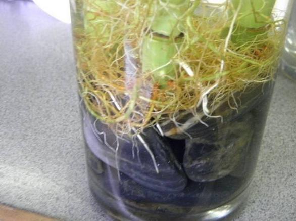 养花水臭怎么办,养花臭水烂根