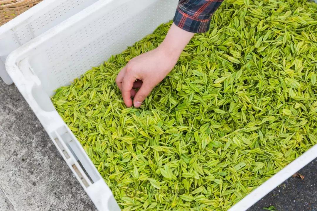 湖州：一座太湖南边的宝藏小城，春笋湖鲜河鱼，嘴巴好忙