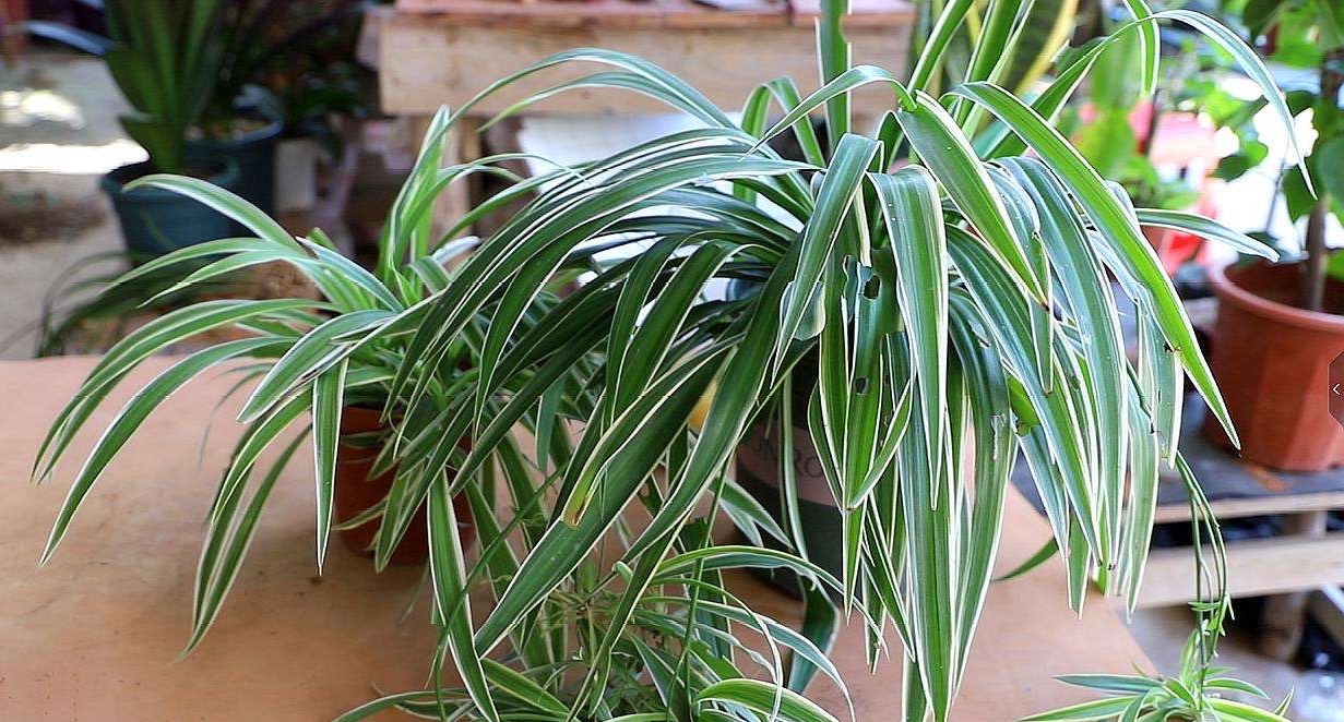 吊兰水培不剪断匍匐茎可以土培吗,吊兰干尖黄叶是什么原因