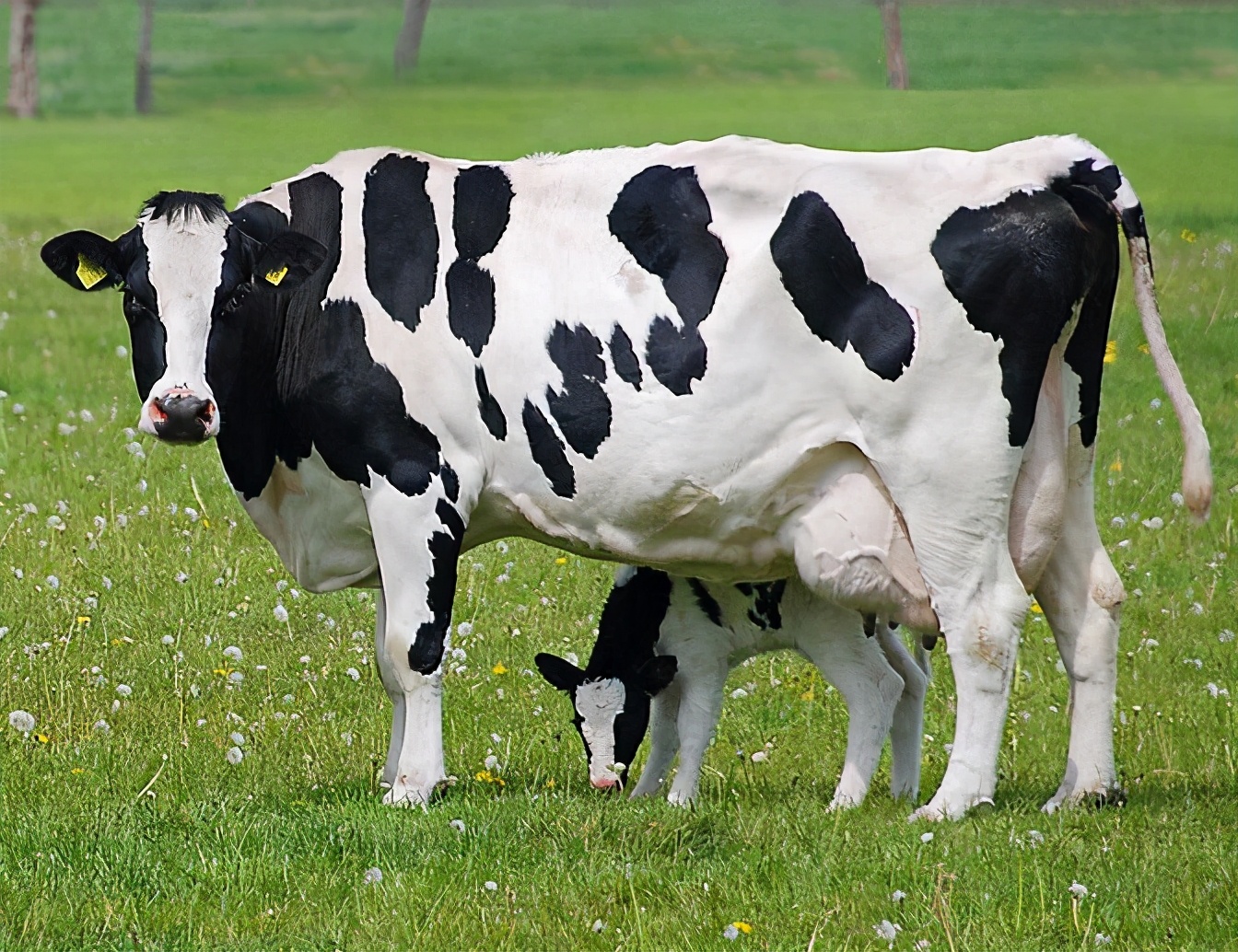 奶源争夺,奶源争夺新进展