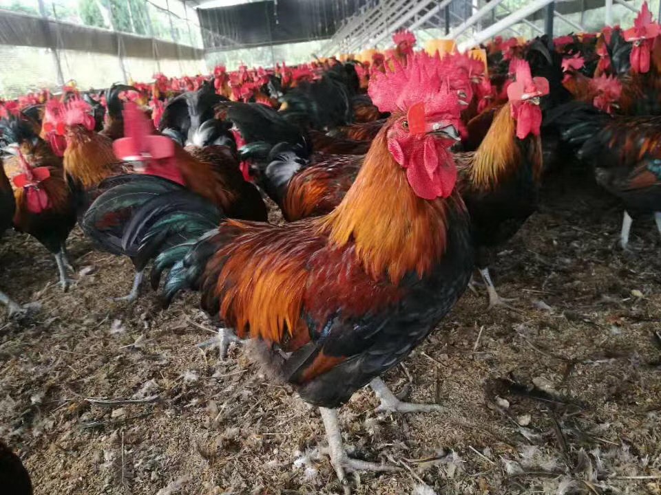 鸡传染性喉气管炎的诊断及防治,鸡传染性喉炎防治方案