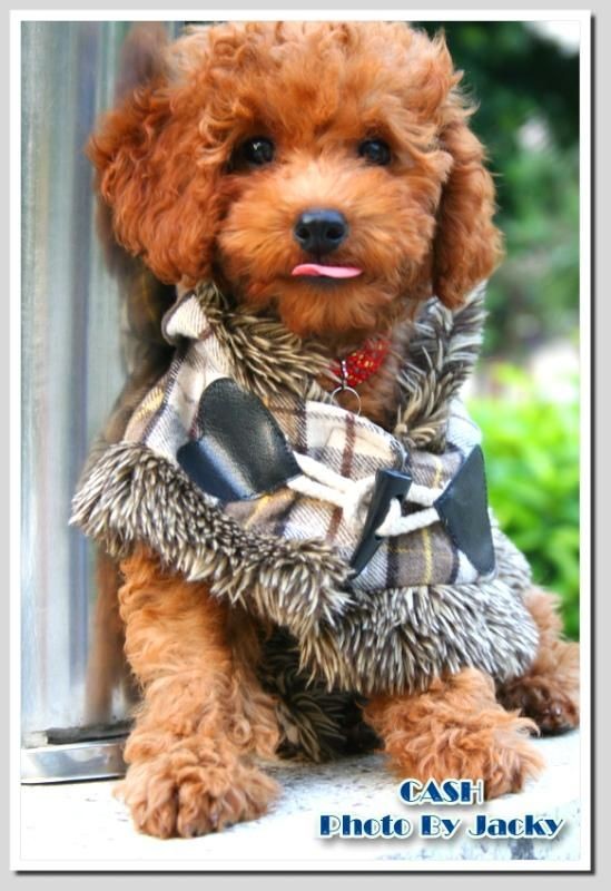 鐙楃嫍澶у叏鍙埍,鍙埍鐨勫皬鐙楃嫍閫佺粰鐖辩嫍浜哄＋