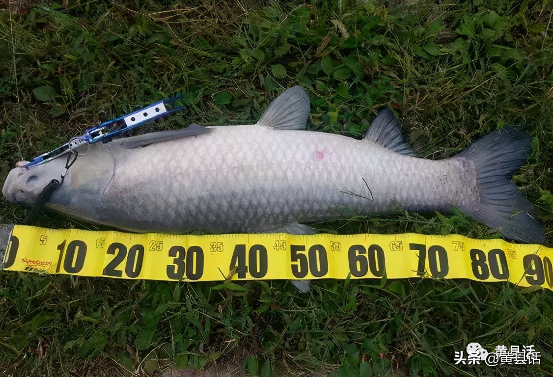 怎么分清鲅鱼和青鱼的区别,青鱼与鲐鱼区别