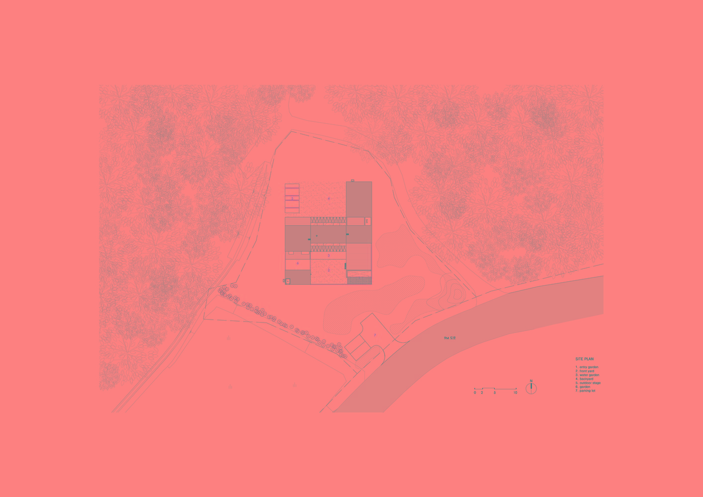 韩国蒲公英,韩国野生蒲公英的种植