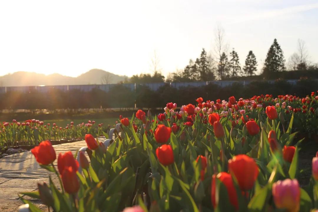 石林景区网红景点打卡,石林景区有什么好玩的景点