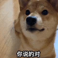 狗狗智商有多可怕,狗狗的智商有多高已经成精了