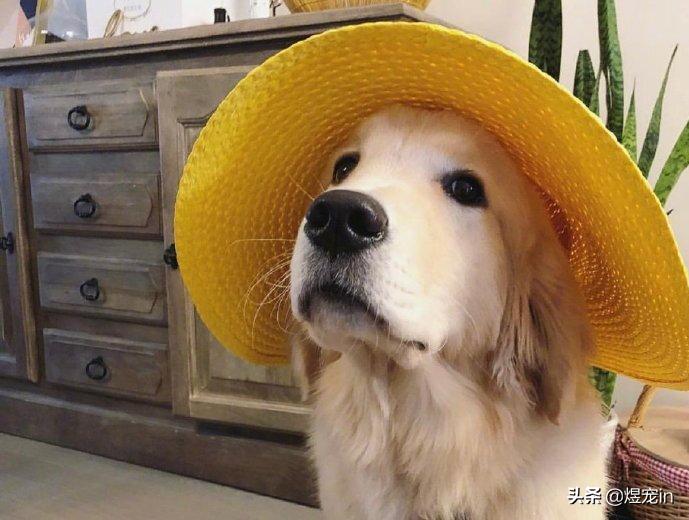 被金毛吓晕了,看到狗狗被虐待内心很痛苦