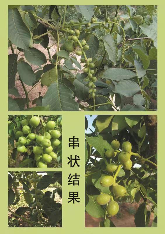 特早熟高产核桃,核桃硒府一号南方种植