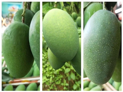 米易为阳光代言,为阳光代言