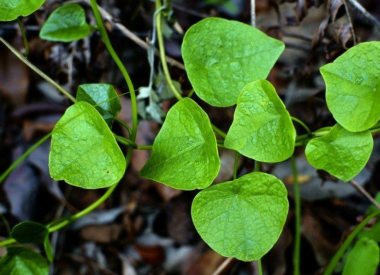适合养乌龟的绿植,养乌龟绿植推荐