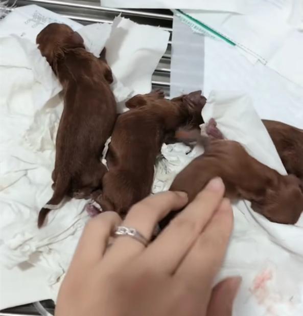 泰迪生小狗难产,泰迪剖腹产医生说小狗死了