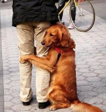 金毛扑小孩怎么纠正,金毛爱扑陌生人怎样纠正