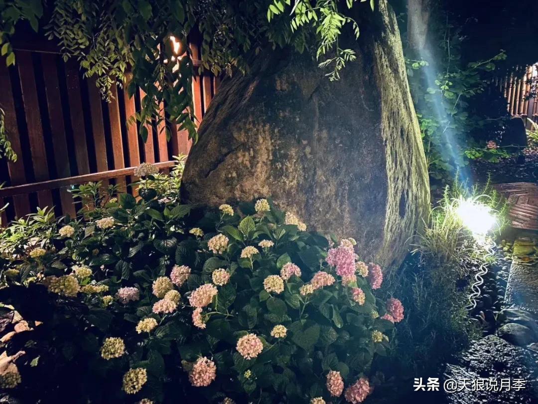 圆滚滚的绣球，瀑布般的花墙，这届花友也太会种花了吧