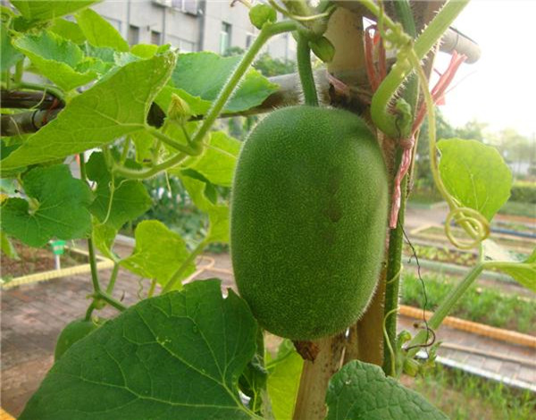 露天栽冬瓜不搭架子怎样能高产,白皮冬瓜种植高产技术视频