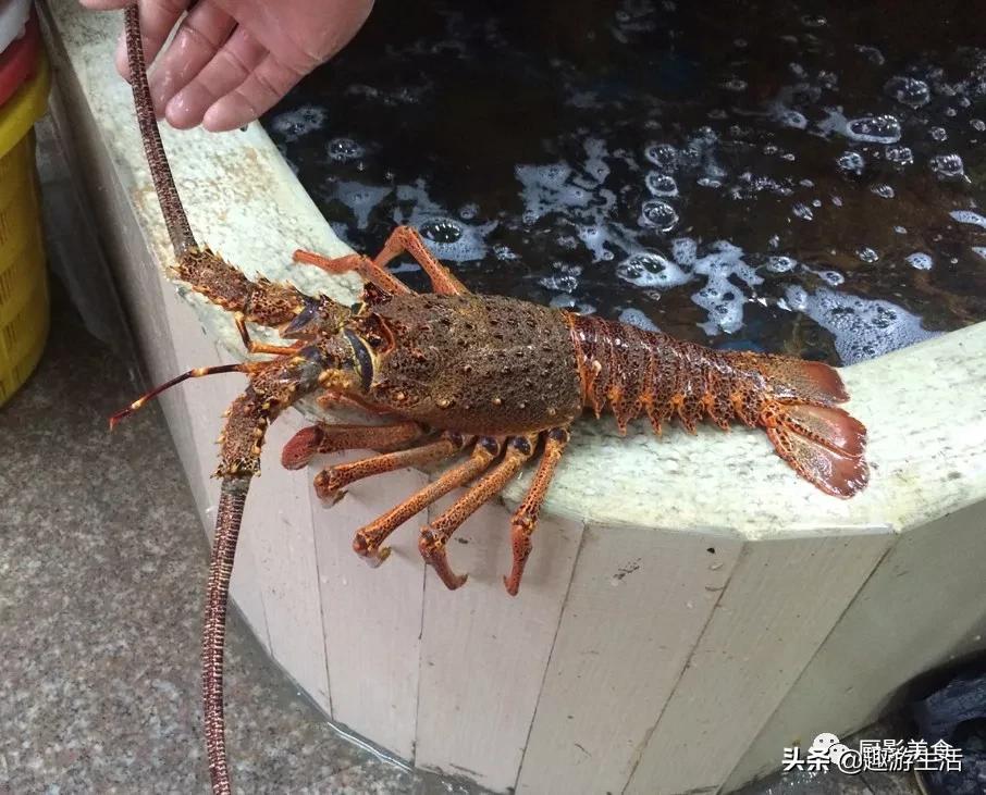 世界上的各种龙虾,世界上最大龙虾
