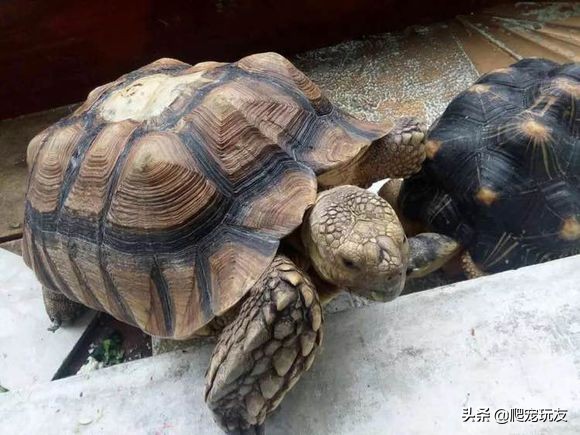 龟甲剥落,龟甲掉了还能生长吗