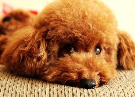 这5个行为，会让泰迪很难过，也会给泰迪的生活带来不便