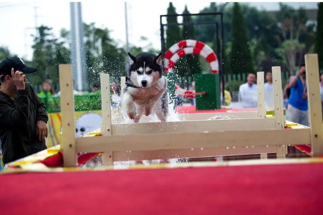 五一萌宠游园会,五一萌宠节