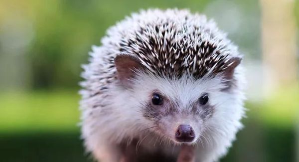 盘点各种呆萌生物,萌萌哒的动物图片大全