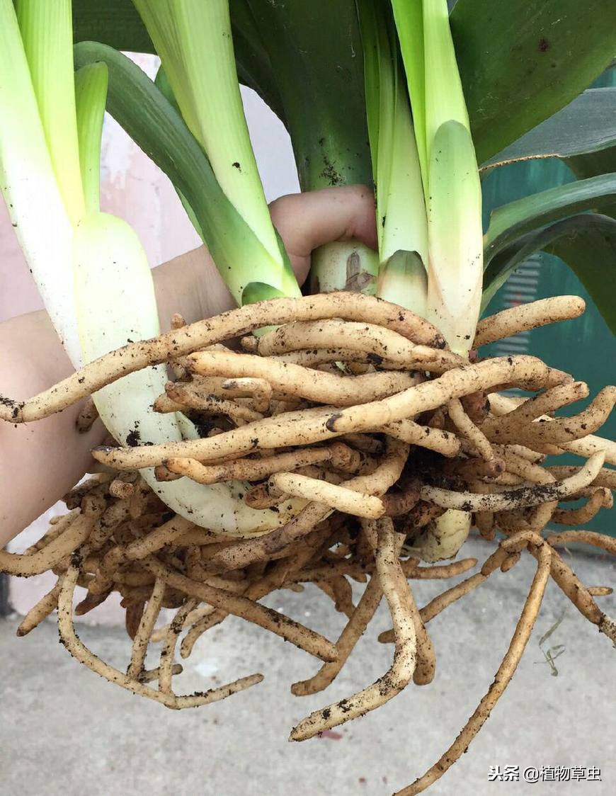 如何促进君子兰多分株,君子兰怎么分叶间苗