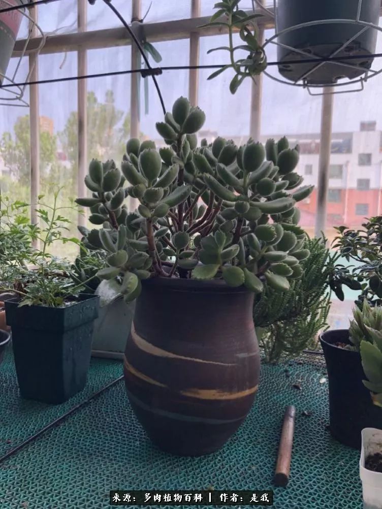 偶遇多肉的感言,偶遇山中多肉