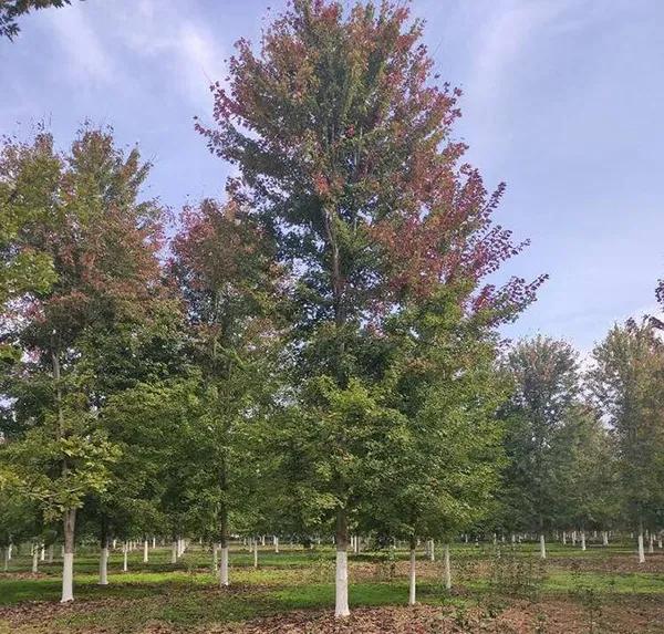 新土地管理法实施条例施行时间,土地管理法实施条例9月1日实施