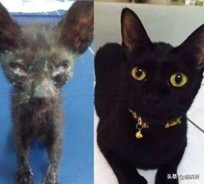 如何挑选一只健康的小猫咪,怎样快速得到小猫咪