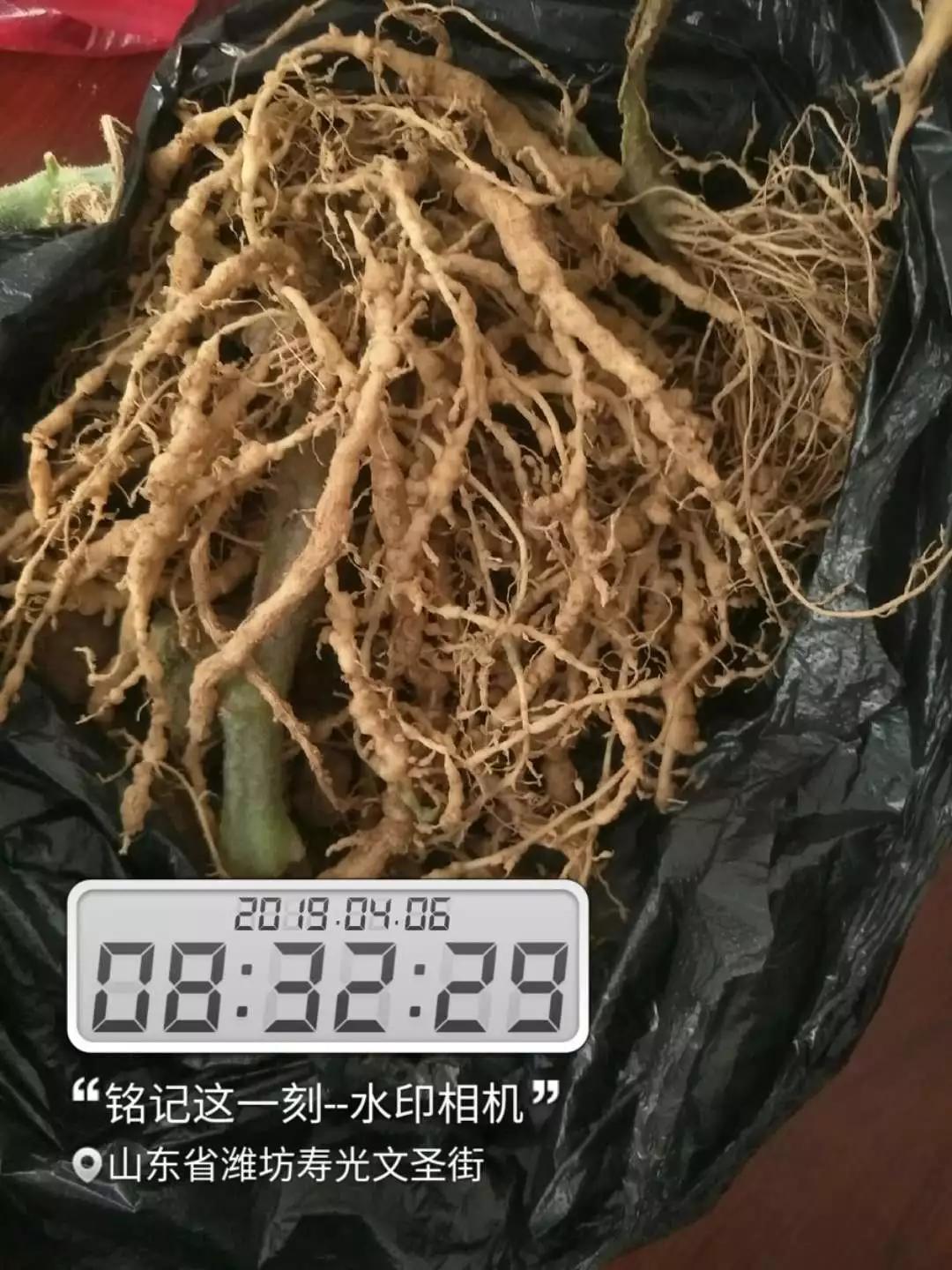根结线虫病害及治疗方法,根结线虫危害全过程