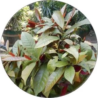 全部金木水火土五行五系植物介绍,五种植物代表五行