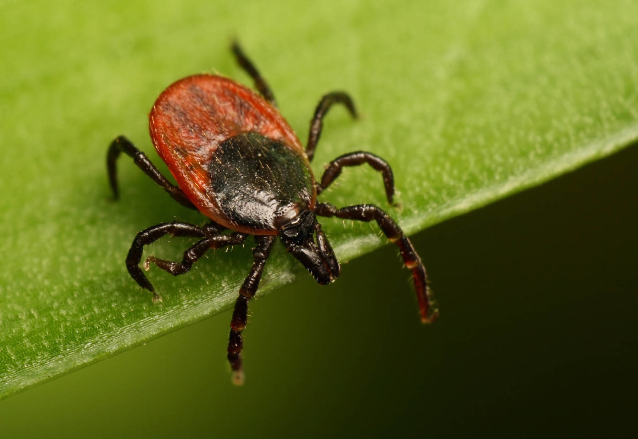 蜱虫活跃季节警惕蜱虫病惹上身,蜱虫和隐翅虫常出没的地方