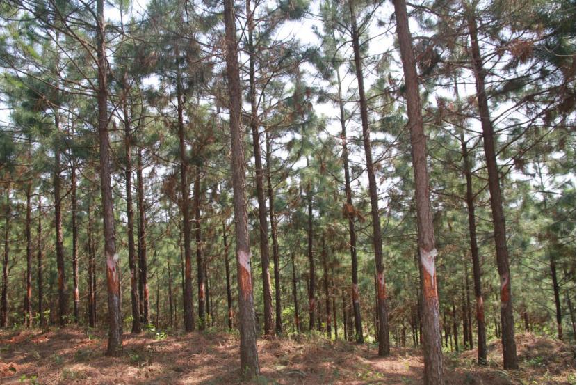 鑼傛簮鏋椾笟鏈夐檺璐ｄ换鍏徃,鑼傛簮鏋椾笟鏈夐檺鍏徃