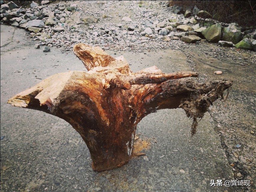 用根雕茶桌喝茶,根雕小茶桌泡茶