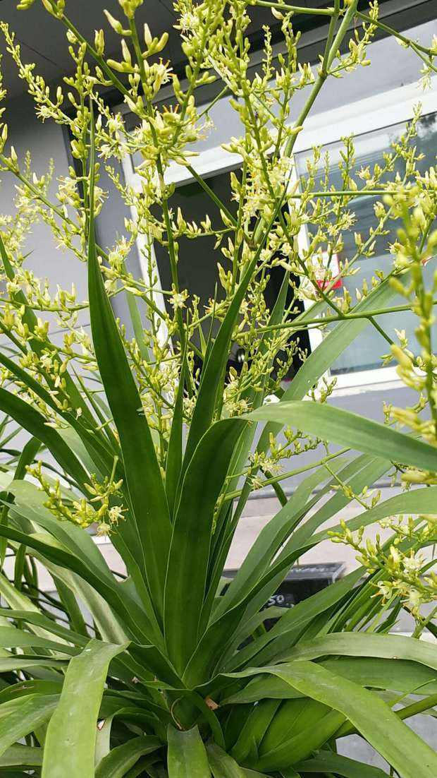 龙血树植物好养么,正宗龙血树大棵好养吗