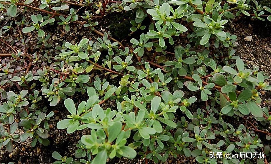 马齿苋治白头发,马齿苋主治功效