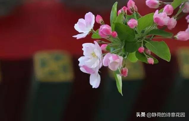 春日咏海棠经典诗词,咏海棠十首诗解析