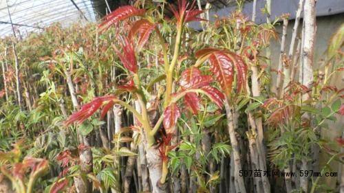 香椿大棚种植技术果树品种,大棚香椿高产栽培技术